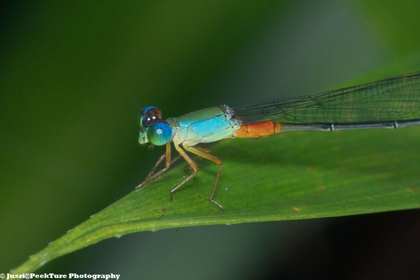 Image of bi-coloured damsel