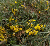 Imagem de Genista libanotica Boiss.