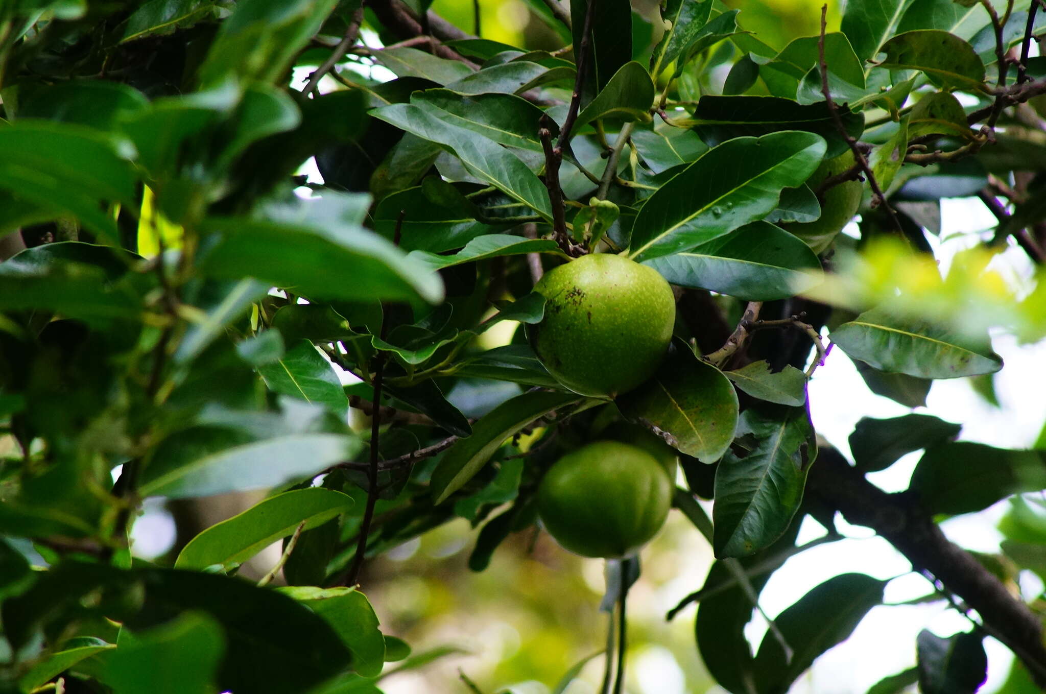 Plancia ëd Diospyros nigra (J. F. Gmel.) Perrier