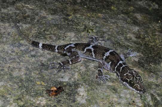 Image of Banded Forest Gecko