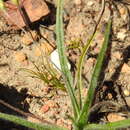 Image of Hypoxis floccosa Baker