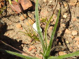 Image of Hypoxis floccosa Baker