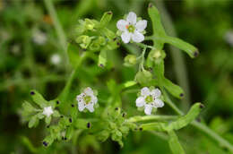 Image of white fiestaflower