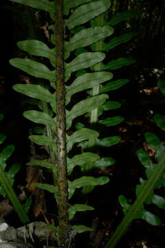 Sivun Oceaniopteris gibba (Labill.) Gasper & Salino kuva