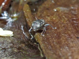 Plancia ëd Tanysphyrus lemnae (Paykull & G.)