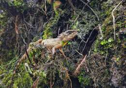 Image of Anderson's Mountain lizard