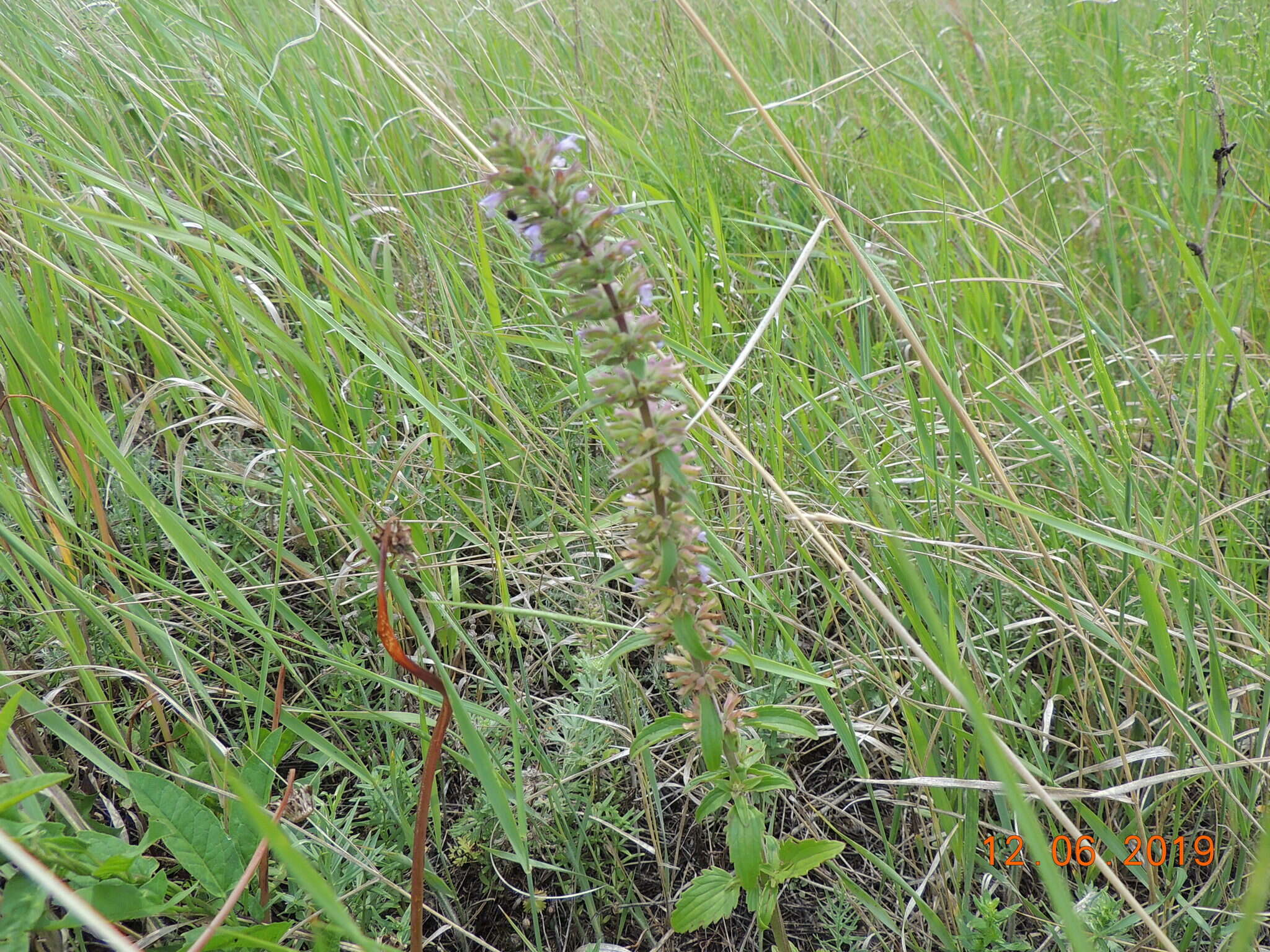 Image of thymeleaf dragonhead