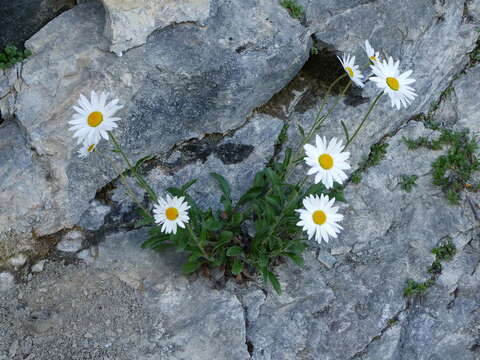 Слика од Leucanthemum adustum (Koch) Gremli