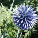 Image of southern globethistle