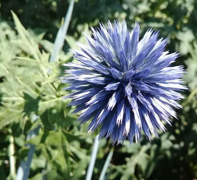 Image of southern globethistle