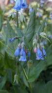 Image of aspen bluebells