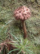 Слика од Boletellus emodensis (Berk.) Singer 1942