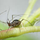 Image of Macrosiphum (Macrosiphum) salviae Bartholomew & P. S. 1932