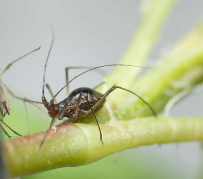 Imagem de Macrosiphum (Macrosiphum) salviae Bartholomew & P. S. 1932