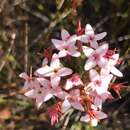 Image of Erica fastigiata var. fastigiata