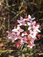 Image of Erica fastigiata var. fastigiata