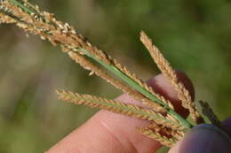 Image of Nealley's Viper Grass