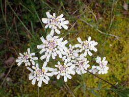 Image of annual candytuft