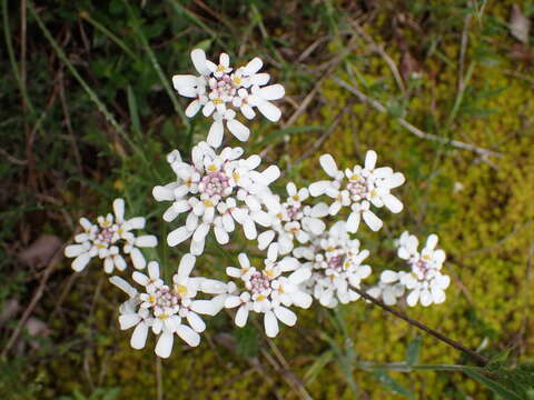 صورة Iberis pinnata L.