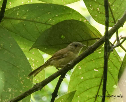 Image of Brown-cheeked Fulvetta