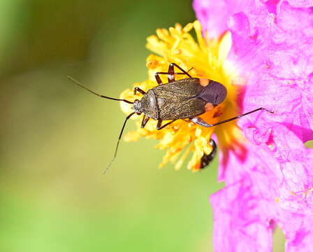 Image de Closterotomus cinctipes (A. Costa 1853)