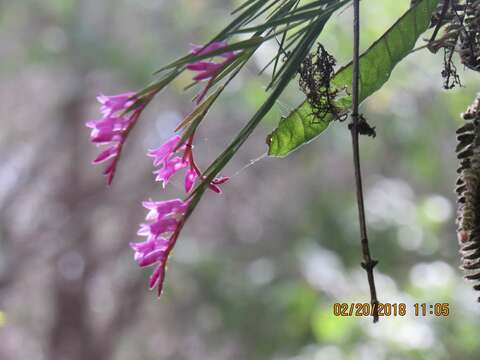 Imagem de Isochilus unilateralis B. L. Rob.