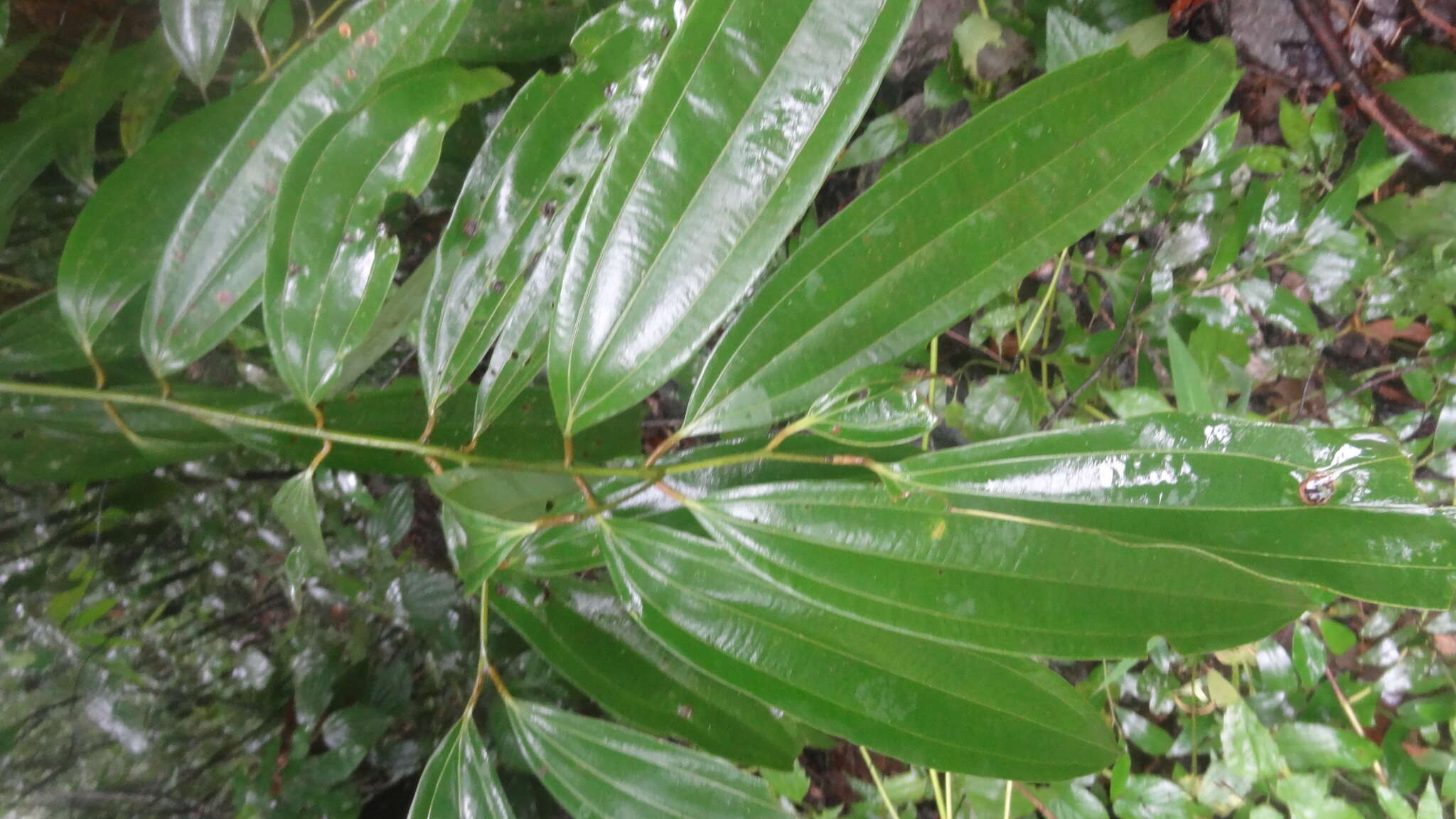 Imagem de Cinnamomum malabatrum (Burm. fil.) Presl