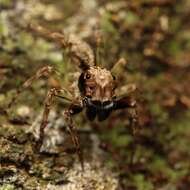 Image of Mintonia silvicola Wanless 1987