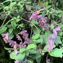 Imagem de Salvia lasiantha Benth.