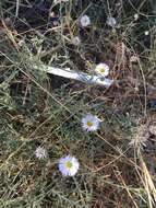 Image of running fleabane