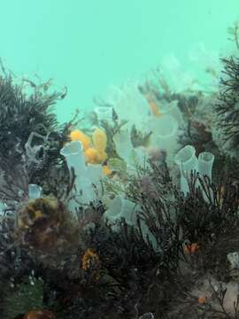 Image of Sea squirt