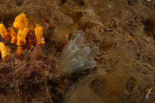 Image of football ascidian