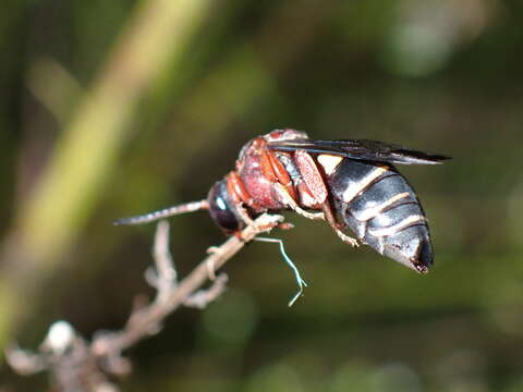 Слика од Triepeolus rufithorax Graenicher 1928