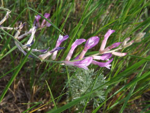 Image of Astragalus varius S. G. Gmelin