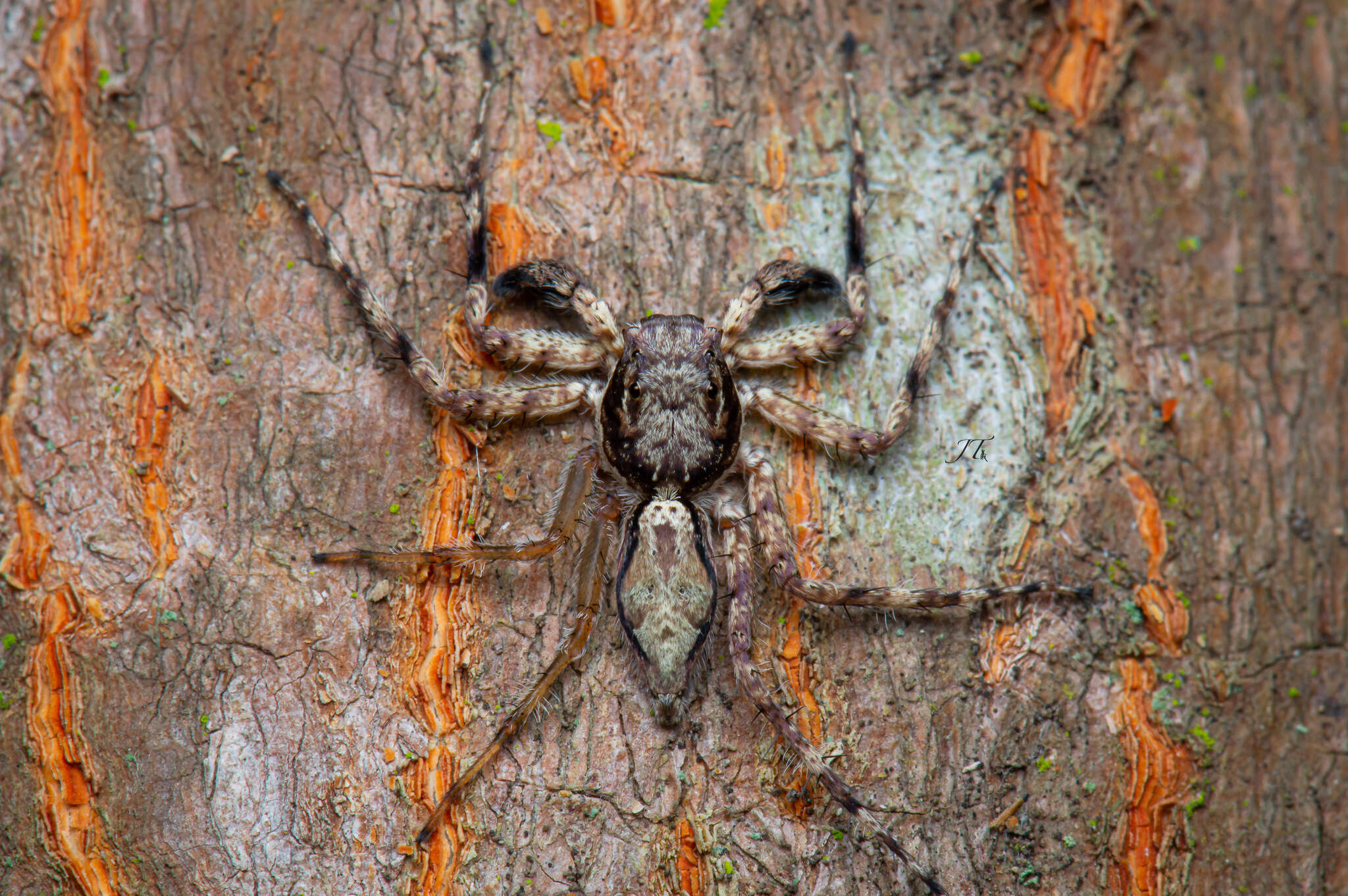 Imagem de Phaeacius malayensis Wanless 1981