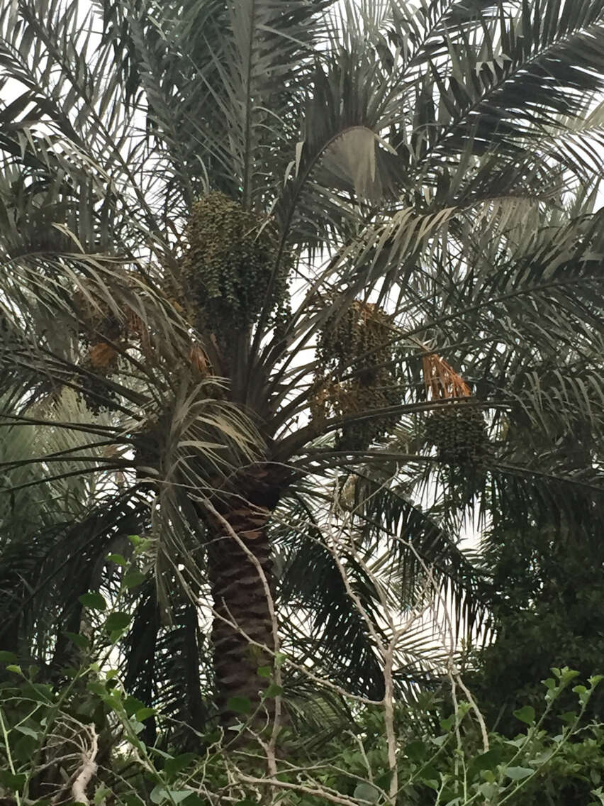 Image of date palm