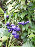 Image of Harebell