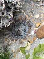 Image of red speckled anemone