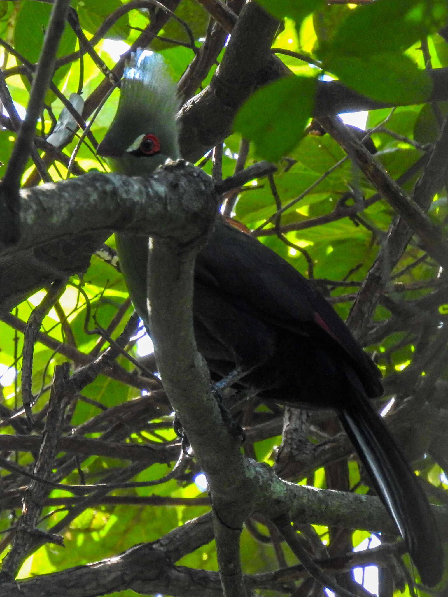 Image of Green Turaco