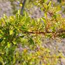 Image de Pyracantha Roem.