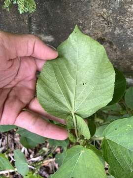 Imagem de Acalypha grandibracteata Merr.