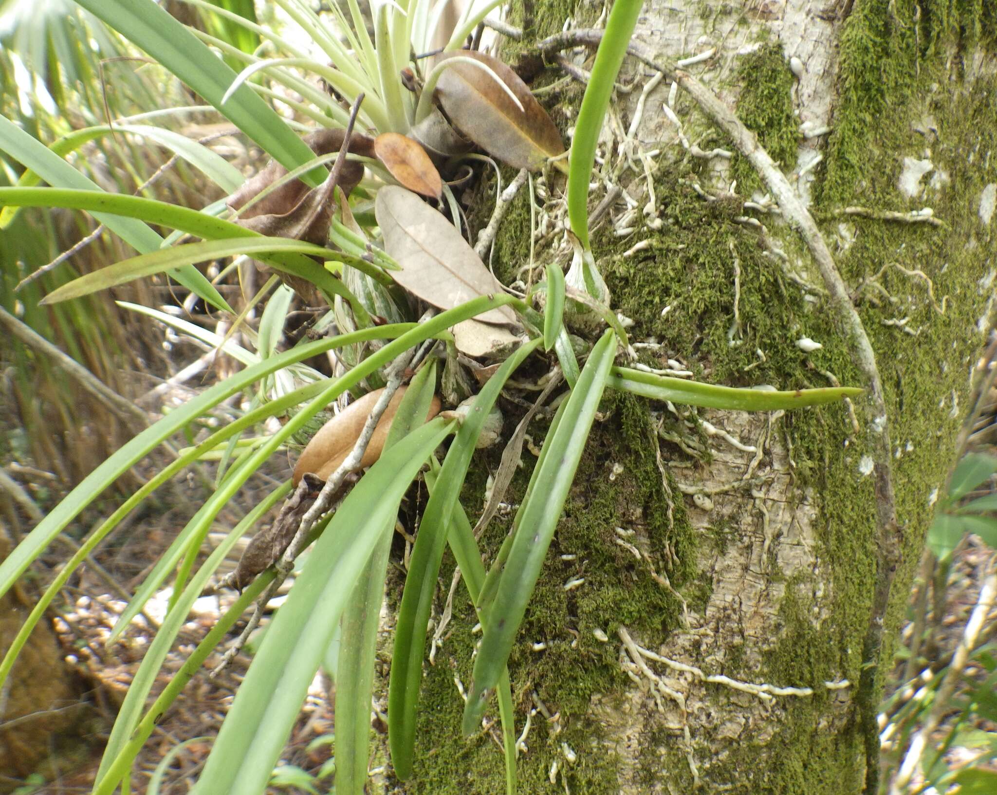 Image de Encyclia tampensis (Lindl.) Small