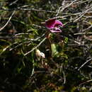 Imagem de Disa spathulata subsp. tripartita (Lindl.) H. P. Linder