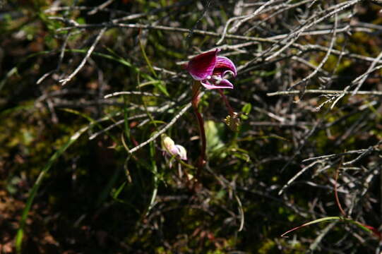 Disa spathulata subsp. tripartita (Lindl.) H. P. Linder resmi