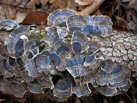 Image of Turkey Tail