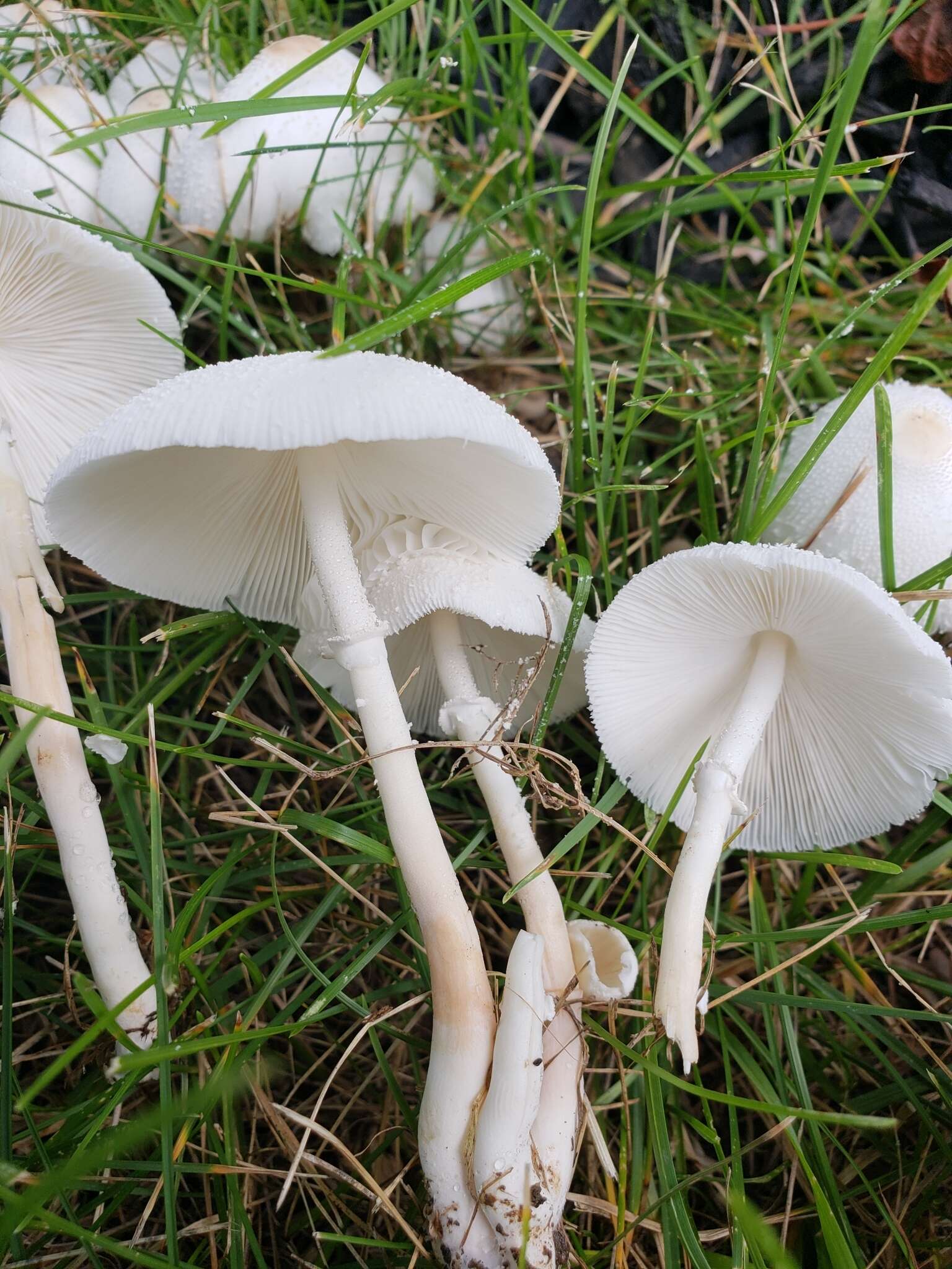 Image of Leucocoprinus cepistipes (Sowerby) Pat. 1889