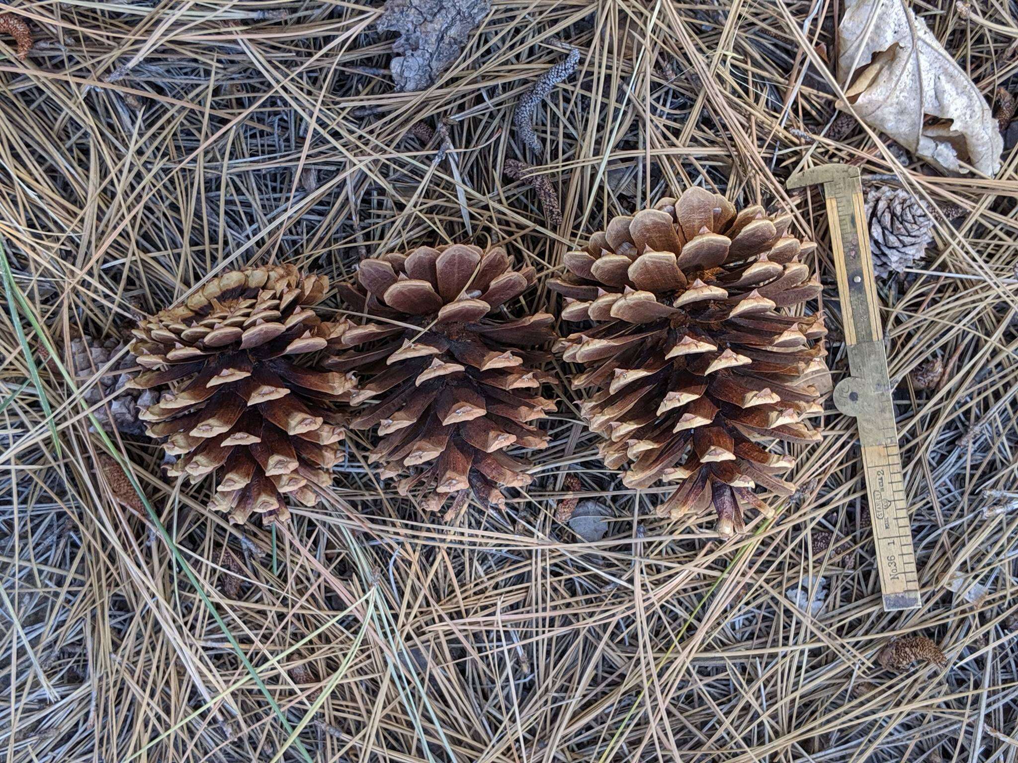 Image de Pinus ponderosa var. ponderosa