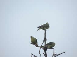 Image of Taiwan Green-pigeon