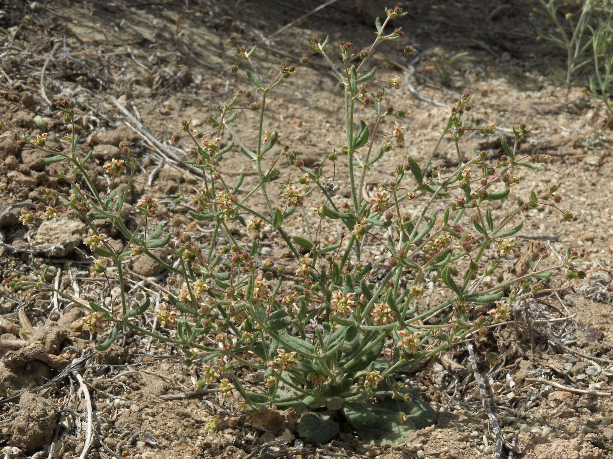 Image of spotted buckwheat