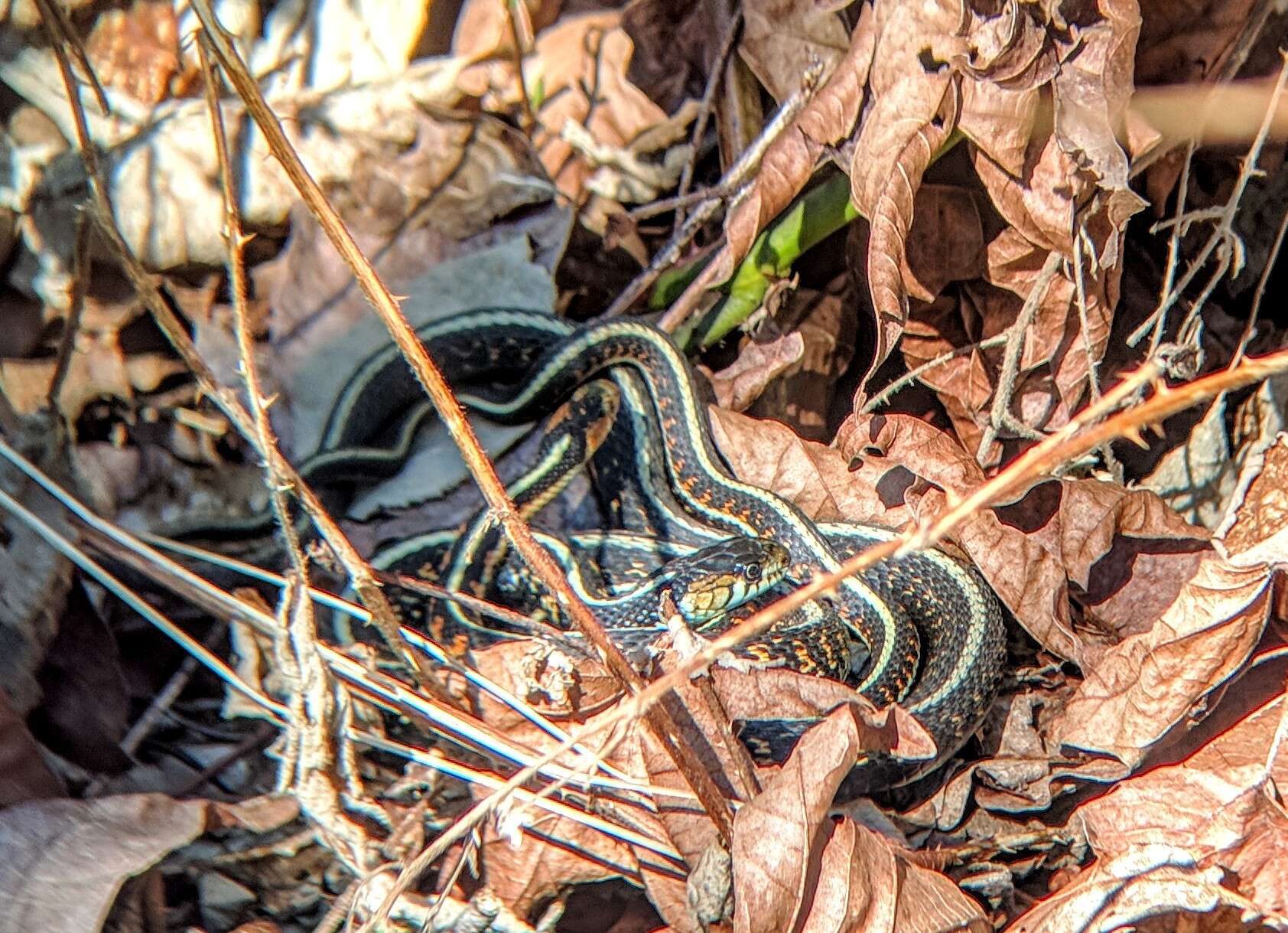 Thamnophis sirtalis concinnus Hallowell 1852 Encyclopedia of Life